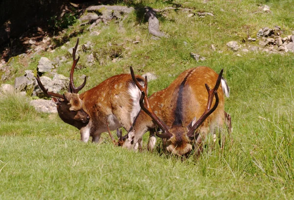 Cerf Rouge Dans Une Prairie Alpes Allemagne Faune Sauvage Europe — Photo