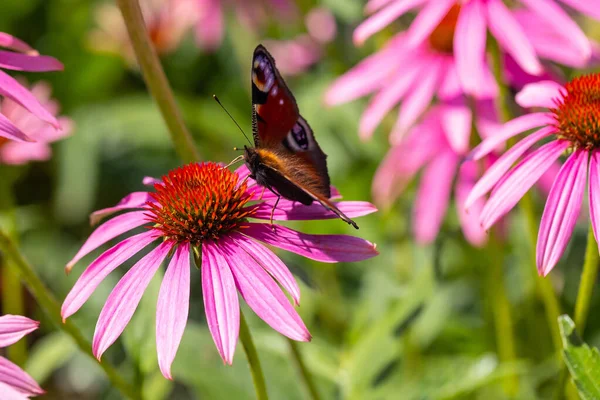 Uma Borboleta Pavão Ais Sentado Colhendo Coneflower Roxo Echinacea Plena — Fotografia de Stock