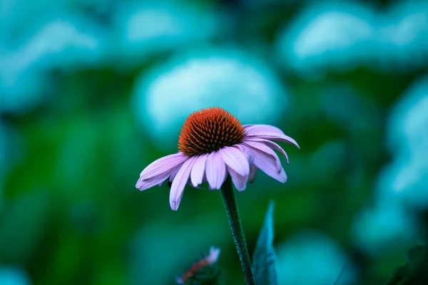 Ένα Κοντινό Πλάνο Ενός Coneflower Πράσινα Φύλλα Ένα Θολό Φόντο — Φωτογραφία Αρχείου