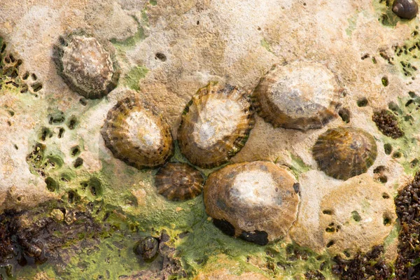 Пляж Этребаль Севере Франции Закрытие Растений Животных Между Круглыми Камнями — стоковое фото