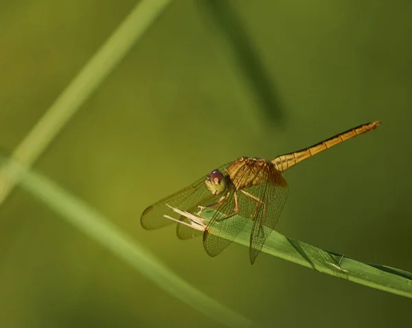 A selective focus shot of a cute dragonfly on a grass