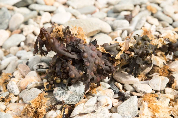 Пляж Этребаль Севере Франции Закрытие Растений Животных Между Круглыми Камнями — стоковое фото