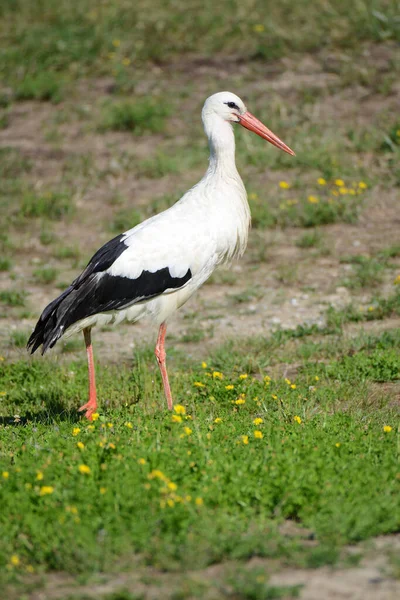 Storch Elsass Frankreich Wildtiere Europa — Stockfoto