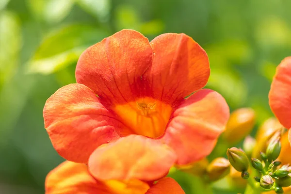 Close Orange Red Blossoms Buds Hummingbird Vine Also Known Trumpet — Stock Photo, Image