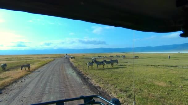 Observando Zebras Cratera Ngorongoro — Vídeo de Stock