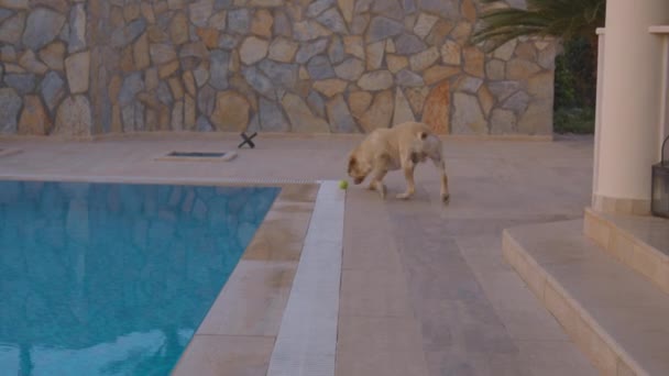 Young Dog Playing Ball Swimming Pool — Video Stock
