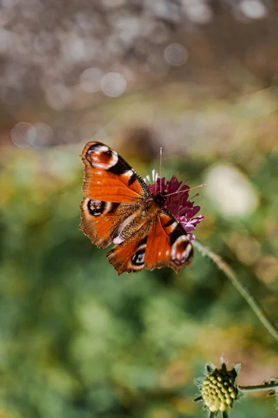 Tiro Close Vertical Uma Bela Borboleta Laranja Sobre Flores Cardo — Fotografia de Stock