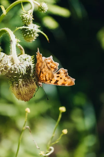 Uma Linda Floresta Ensolarada Com Uma Borboleta Laranja Vibrante Sobre — Fotografia de Stock