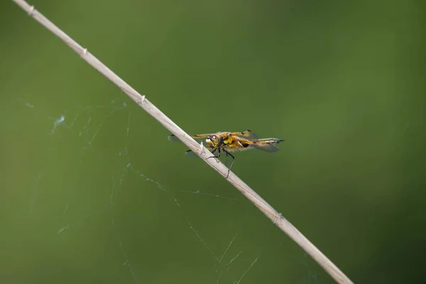 Dragonfly Сидить Палиці Близько Житловий Ставок Природний Заповідник Haff Reimech — стокове фото