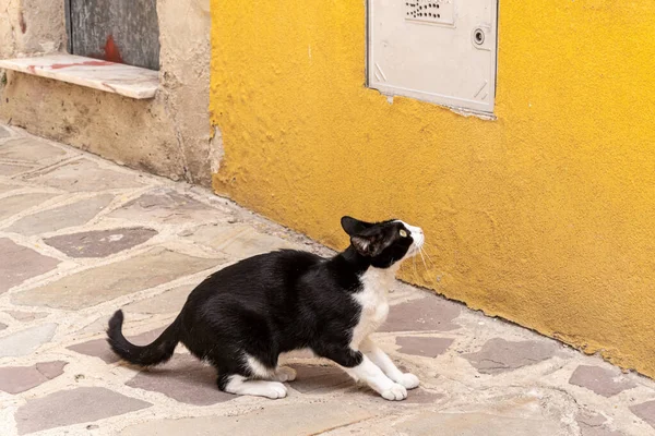 Gato Blanco Negro Cerca Una Vieja Pared Amarilla — Foto de Stock