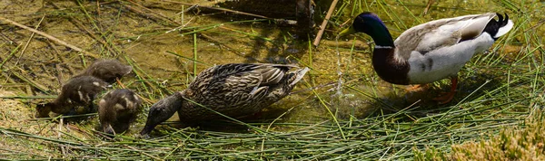 Göldeki Bataklık Ördeklerini Yakından Çek — Stok fotoğraf
