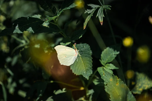 Μια Όμορφη Λευκή Πεταλούδα Στέκεται Ένα Σκούρο Πράσινο Φύλλο Που — Φωτογραφία Αρχείου