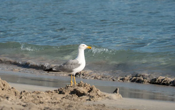 Gros Plan Une Belle Mouette Sur Plage — Photo