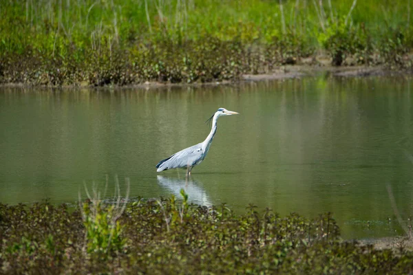 Garça Cinzenta Seu Invento Aves Vida Selvagem Reserva Natural Haff — Fotografia de Stock