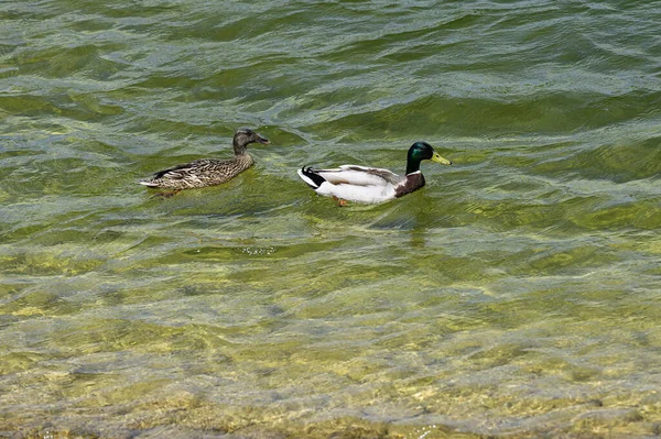 两只鸭子在湖中游泳 — 图库照片