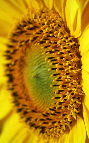 Makro Ujęcie Jasnej Głowy Słonecznika — Zdjęcie stockowe