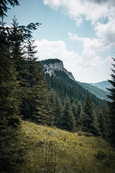 Tiro Vertical Uma Bela Natureza Selvagem Com Altas Falésias Rochosas — Fotografia de Stock