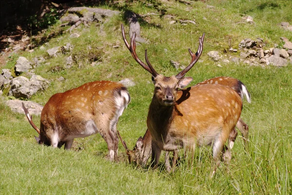 Red Deer Meadow Alps Germany Wildlife Europe — Stock Photo, Image