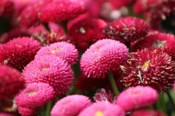 赤いベリスの花を咲かせる選択的な焦点のショット — ストック写真
