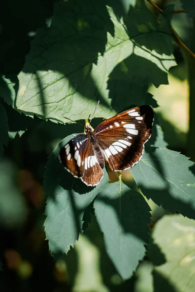 Vertical Shot Beautiful Brown White Butterfly Standing Shadows Dark Leaves — Stock Photo, Image