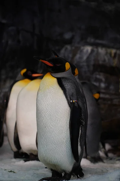 Eine Vertikale Aufnahme Eines Königspinguins Auf Verschwommenem Hintergrund — Stockfoto