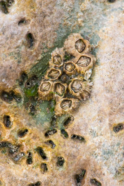 フランス北部のエチケットのビーチ 丸い石の間の植物や動物のクローズアップ — ストック写真