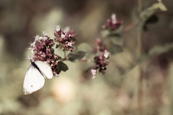 Primer Plano Una Mariposa Posada Sobre Una Flor Sobre Fondo — Foto de Stock