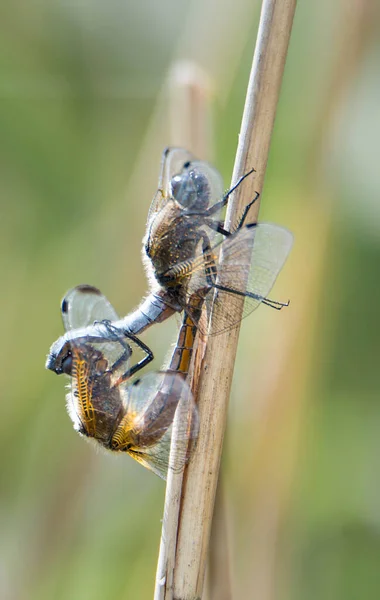 Dragonfly Сидить Палиці Близько Житловий Ставок Природний Заповідник Haff Reimech — стокове фото