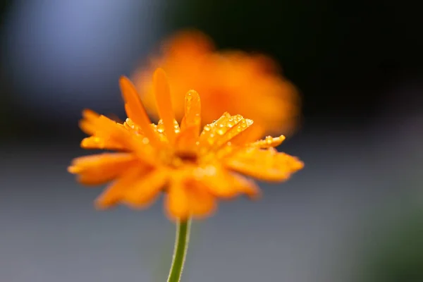 Detailní Záběr Rozkvetlého Pomerančového Marigold Květu Kapkami Deště — Stock fotografie