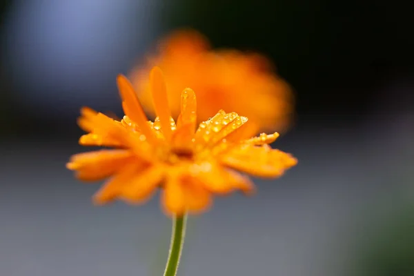 Primer Plano Una Flor Caléndula Naranja Flor Con Gotas Lluvia — Foto de Stock