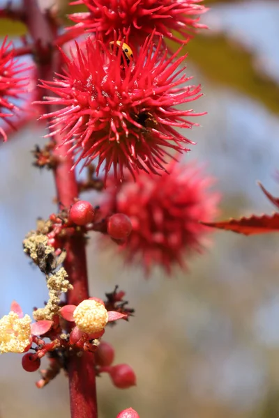 Eine Schöne Aufnahme Von Rizinusblüten Einem Garten — Stockfoto