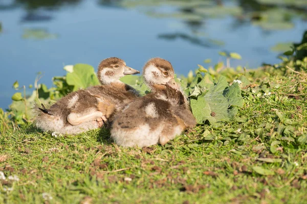 Ganso Egipcio También Llamado Alopochen Aegyptiaca Primavera Cerca Estanque Alemania — Foto de Stock