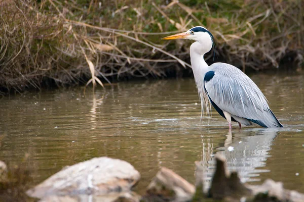 Czapla Szara Swoim Zaproszeniu Dzikie Ptactwo Rezerwat Przyrody Haff Reimech — Zdjęcie stockowe