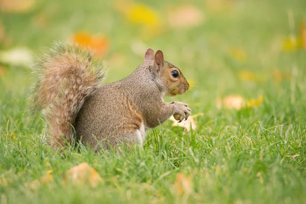 Écureuil Sur Une Prairie Verte Mangeant Des Noix Faune Angleterre — Photo