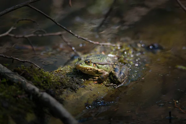 Zelená Žába Rybníku Přírodní Rezervace Haff Reimech Lucembursku Divoká Zvěř — Stock fotografie
