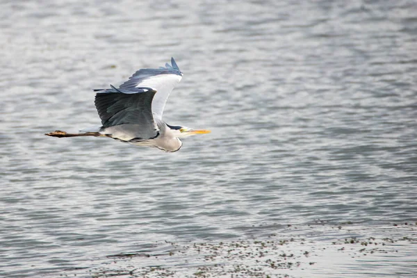 Garça Cinzenta Seu Invento Aves Vida Selvagem Reserva Natural Haff — Fotografia de Stock