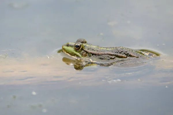 Zelená Žába Rybníku Přírodní Rezervace Haff Reimech Lucembursku Divoká Zvěř — Stock fotografie