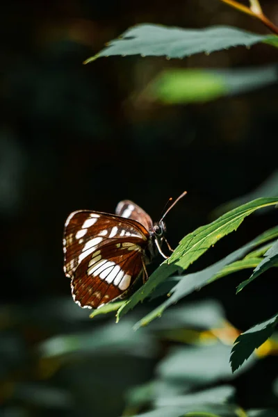 Plan Vertical Beau Papillon Aux Ailes Brunes Blanches Sur Une — Photo