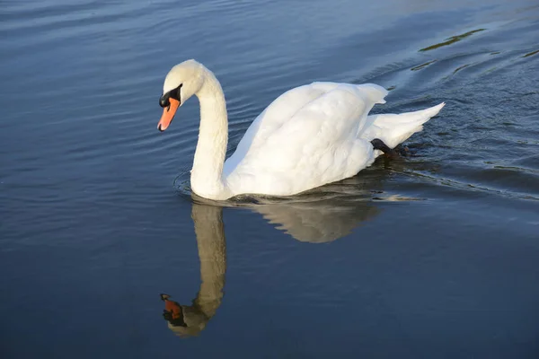 Swan Family Мати Своїми Пташенятами Плаває Річці Мозель Німеччині Водяні — стокове фото