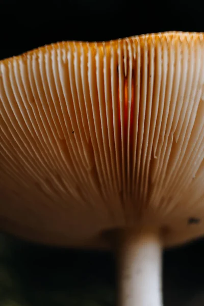 Enfoque Selectivo Vertical Hongo Grande Sobre Fondo Negro Bosque Místico — Foto de Stock