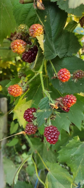 Ein Vertikaler Schuss Frischer Brombeeren Auf Einem Zweig — Stockfoto