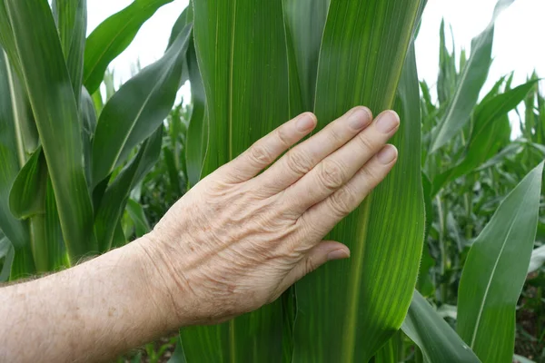 Nahaufnahme Einer Faltigen Hand Auf Einem Maisblatt Feld — Stockfoto