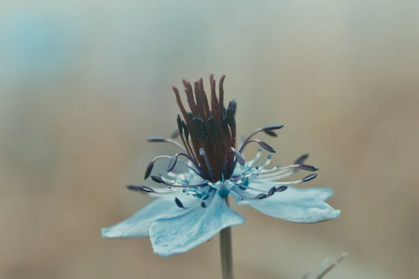 Неглубокий Снимок Синего Цветка Нигеллы — стоковое фото