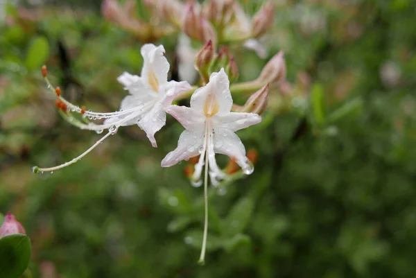 Belas Flores Rododendro Jardim — Fotografia de Stock