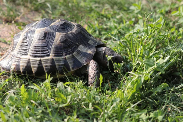 Een Schildpad Het Gras Een Zonnige Dag — Stockfoto