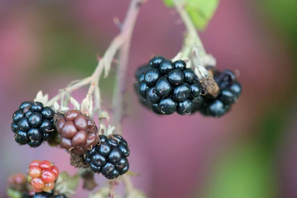 Blackberries Hanging Bush Purple Green Blurry Background Healthy Fruits Summer — Stock Photo, Image
