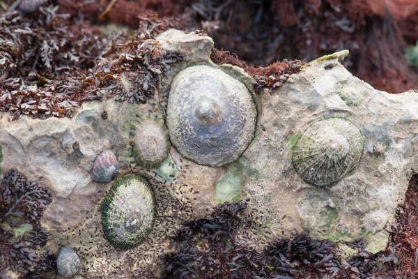 Playa Etretat Norte Francia Primer Plano Plantas Animales Entre Las — Foto de Stock