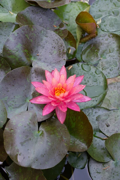 一缕垂直的雨伞 — 图库照片