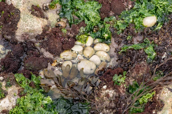 Strand Van Etretat Het Noorden Van Frankrijk Dicht Bij Planten — Stockfoto