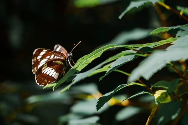 Una Splendida Farfalla Con Ali Marroni Bianche Modellate Piedi Grandi — Foto Stock